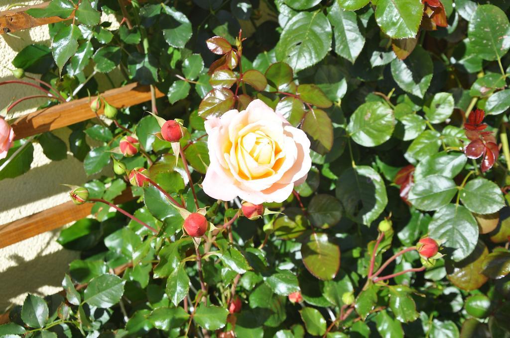 Bauernhof Haim-Schnepfleitner Pichl bei Aussee Exterior foto